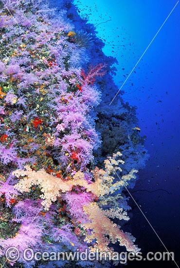 Dendronephthya Soft Corals on reef drop-off. Indo-Pacific Photo - Gary Bell