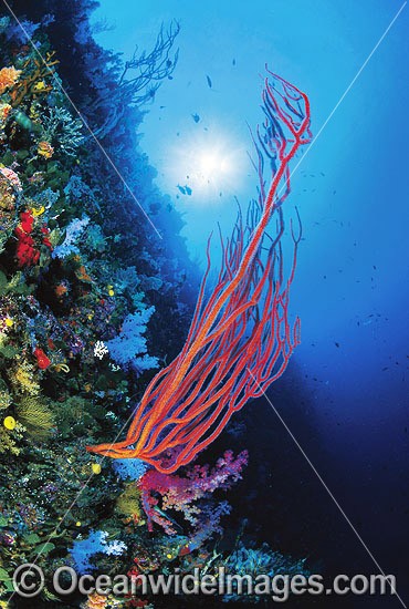 Whip Coral and Dendronephthya Soft Corals on reef drop-off. Great Barrier Reef, Queensland, Australia Photo - Gary Bell