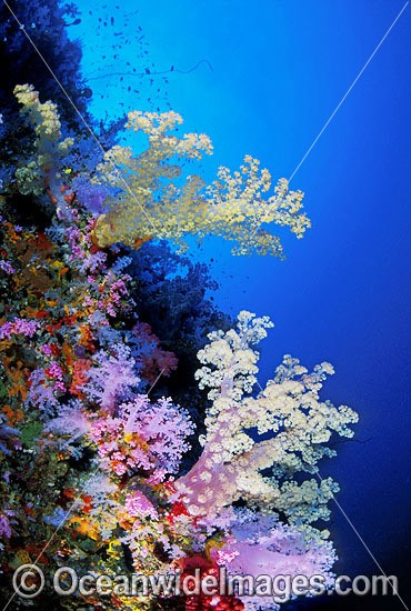 Great Barrier Reef Soft Corals photo