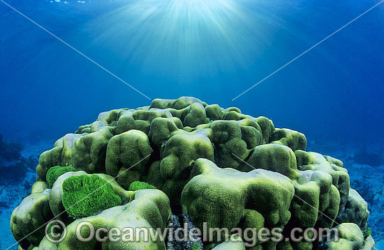Porites Coral Great Barrier Reef photo