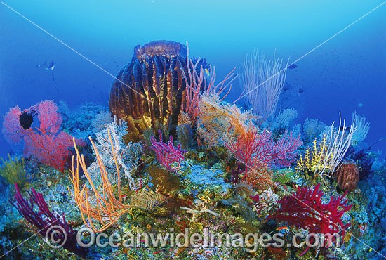 Giant Barrel Sponge and Fan Coral photo
