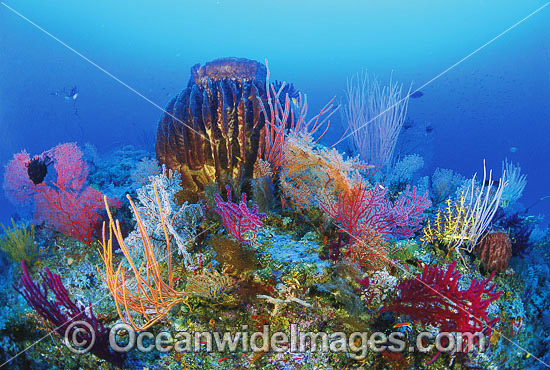 Giant Barrel Sponge and Fan Coral photo Giant Barrel Sponge and Fan Coral photo