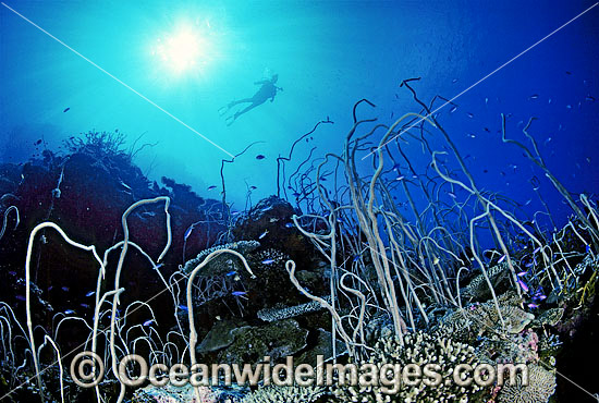 Great Barrier Reef Whip Corals photo Great Barrier Reef Whip Corals photo