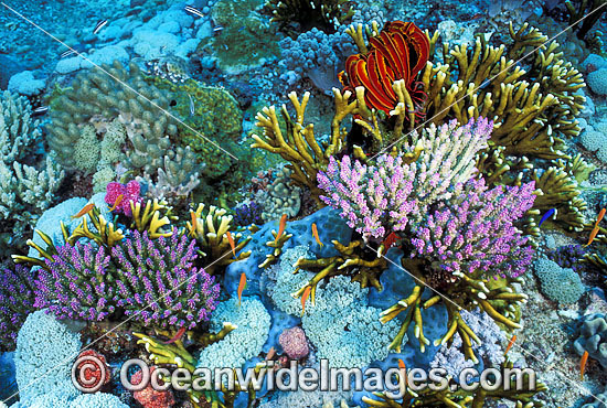 Acropora Coral and Fire Coral photo