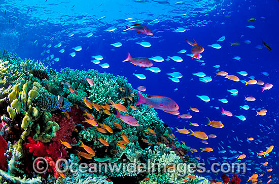Great Barrier Reef photo Great Barrier Reef photo