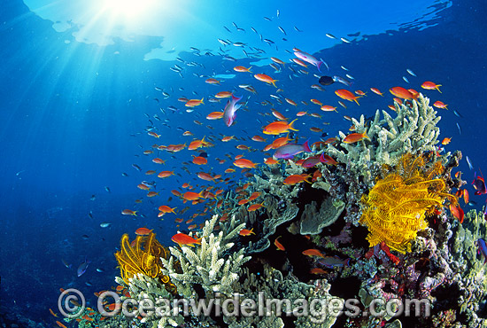 Great Barrier Reef photo