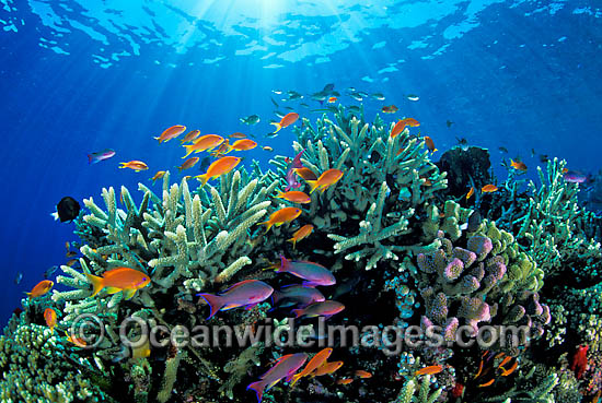 Fish and coral photo