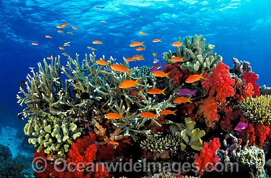 Orange Fairy Basslets and coral photo Orange Fairy Basslets and coral photo