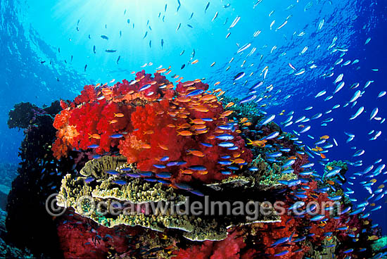 Great Barrier Reef photo Great Barrier Reef photo