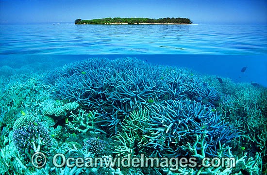 Tropical island Coral reef photo