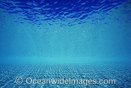 Underwater seascape - sandy sea floor and ocean surface. Coral Sea, Australia Photo - Gary Bell
