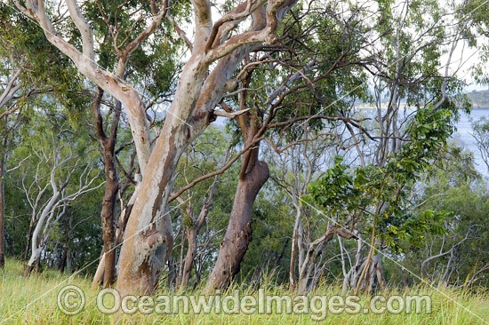Eucalypt forest, Hayman Island, Whitsunday Islands, Queensland, Australia Photo - Gary Bell