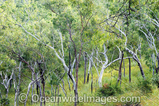 Hayman Island Whitsunday Islands photo