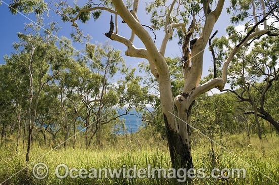 Eucalypt forest, Hayman Island, Whitsunday Islands, Queensland, Australia Photo - Gary Bell