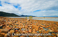 Mangroves Hayman Island Photo - Gary Bell