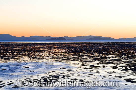 Hayman Island low tide photo Hayman Island low tide photo