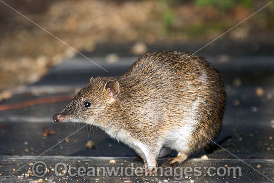 Southern Brown Bandicoot Isoodon obesulus photo