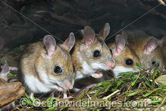 Spinifex Hopping Mouse Notomys alexis photo