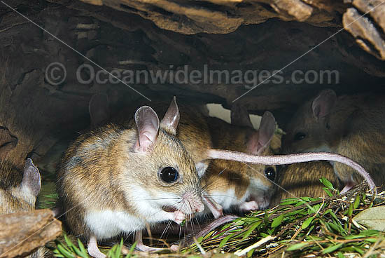 Australian Native Mice