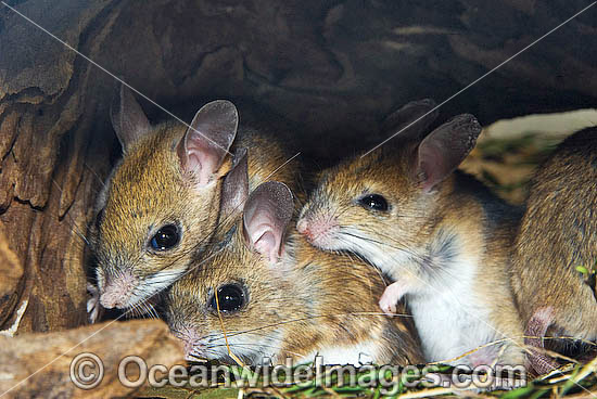 Spinifex Hopping Mouse Notomys alexis photo