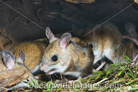 Spinifex Hopping Mouse Notomys alexis photo