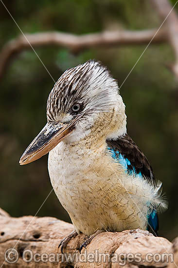 Blue-winged Kookaburra photo Blue-winged Kookaburra photo
