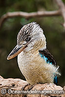 Blue-winged Kookaburra Photo - Gary Bell