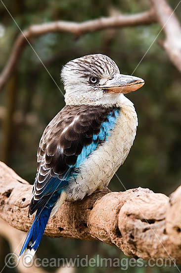 Blue-winged Kookaburra Dacelo leachii photo