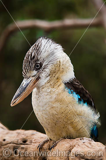 Blue-winged Kookaburra photo