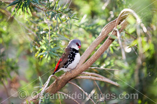 Finches In Florida. Diamond Firetail Finch