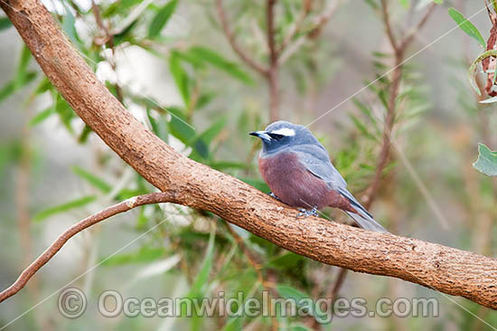 Australian Bird photo