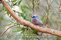 Australian Bird Photo - Gary Bell