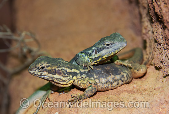 Tawny Dragons Ctenophorus decresii photo