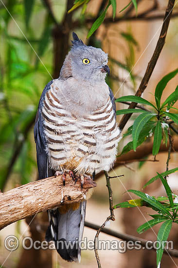 Pacific Baza Aviceda subcristata photo