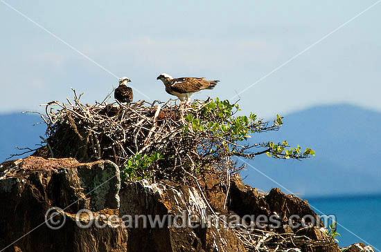 Osprey (Pandion haliaetus) - pair in nest. Found throught coastal Australia. Bali Hai Island, Whitsunday Islands, Queensland Australia Photo - Gary Bell Osprey (Pandion haliaetus) - pair in nest. Found throught coastal Australia. Bali Hai Island, Whitsunday Islands, Queensland Australia Photo - Gary Bell
