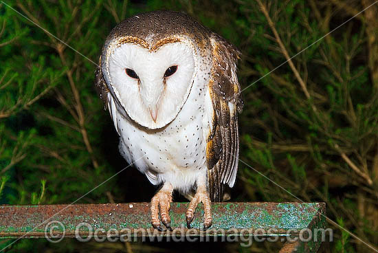 Barn Owl (Tyto alba). Found throughtout Australia, Australia Photo - Gary Bell