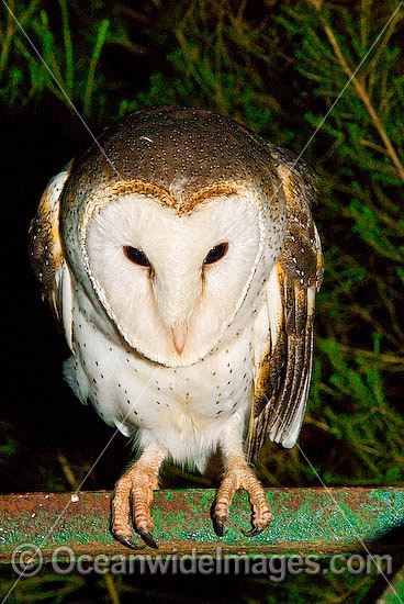 Barn Owl (Tyto alba). Found throughout Australia, Australia Photo - Gary Bell