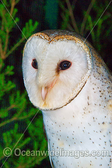 Barn Owl (Tyto alba). Found throughtout Australia, Australia Photo - Gary Bell