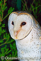 Barn Owl Tyto alba Photo - Gary Bell