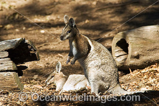 Bridled Nailtail Wallaby Onychogalea fraenata photo