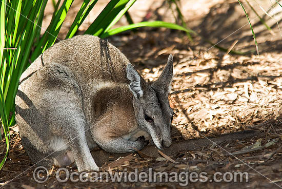Bridled Nailtail Wallaby (Onychogalea fraenata). A species that once ranged widely, but now only found in open eucalypt and brigalow forests in a small area of central Queensland, Australia. Clasified Endangered on the IUCN Red List. Photo - Gary Bell
