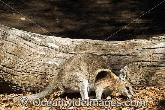 Bridled Nailtail Wallaby (Onychogalea fraenata). A species that once ranged widely, but now only found in open eucalypt and brigalow forests in a small area of central Queensland, Australia. Clasified Endangered on the IUCN Red List. Photo - Gary Bell Bridled Nailtail Wallaby (Onychogalea fraenata). A species that once ranged widely, but now only found in open eucalypt and brigalow forests in a small area of central Queensland, Australia. Clasified Endangered on the IUCN Red List. Photo - Gary Bell