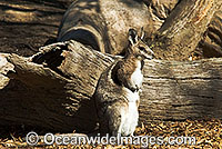 Bridled Nailtail Wallaby Onychogalea fraenata Photo - Gary Bell