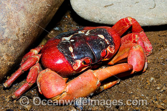 Christmas Island Red Crab Gecarcoidea natalis photo