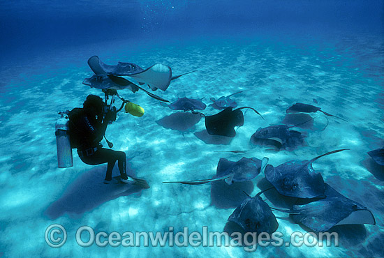 Southern Stingrays photographer photo Southern Stingrays photographer photo