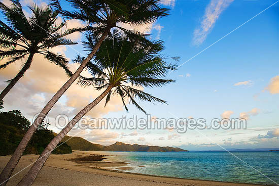 hawaii beaches with palm trees. each north For palm tree,