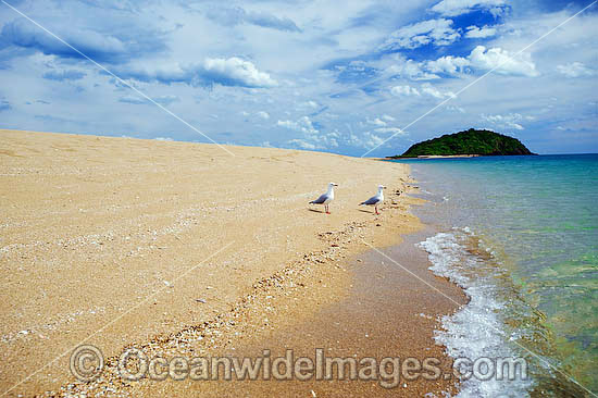 Silver Gulls Whitsunday Islands photo Silver Gulls Whitsunday Islands photo