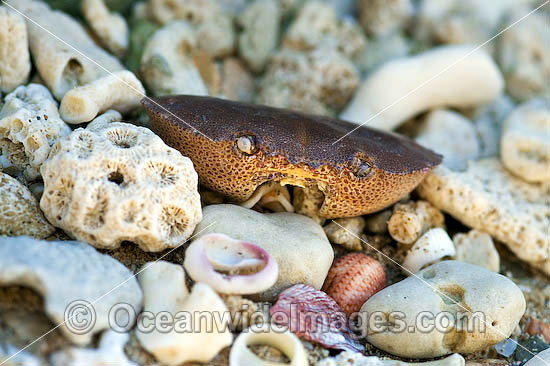 Beach Rubble - comprising of broken coral, sea shells and a Shore Crab carapace. Great Barrier Reef, Queensland, Australia Photo - Gary Bell Beach Rubble - comprising of broken coral, sea shells and a Shore Crab carapace. Great Barrier Reef, Queensland, Australia Photo - Gary Bell
