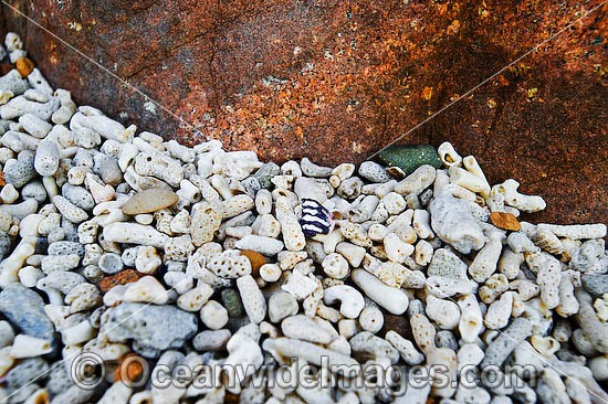 Beach Rubble - comprising of broken coral and sea shells. Hayman Island, Whitsunday Islands, Queensland, Australia Photo - Gary Bell
