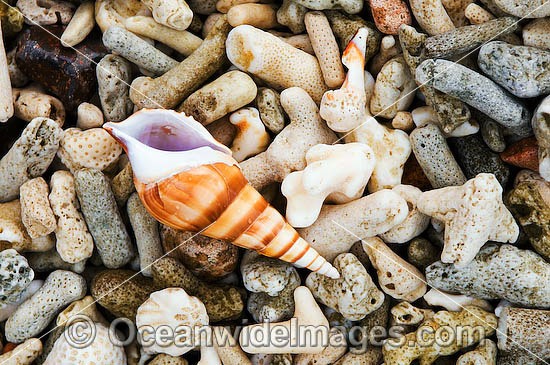 Beach Rubble - comprising of broken coral, sea shells and a Dove Shell. Great Barrier Reef, Queensland, Australia Photo - Gary Bell
